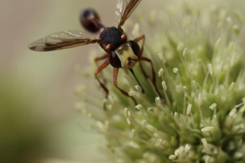 Physocephala vittata